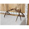 Image 7 : Vintage 170 class 5x5 Mule Deer Antlers On Skull Plate
