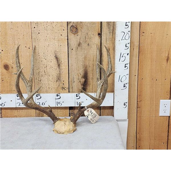 5x5 Mule Deer Antlers On Skull Plate