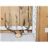 Image 1 : 5x5 Mule Deer Antlers On Skull Plate
