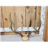 Image 2 : 5x5 Mule Deer Antlers On Skull Plate
