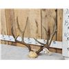 Image 3 : 5x5 Mule Deer Antlers On Skull Plate