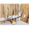 Image 4 : 5x5 Mule Deer Antlers On Skull Plate