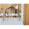 Image 5 : 5x5 Mule Deer Antlers On Skull Plate