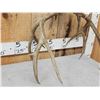 Image 6 : 5x5 Mule Deer Antlers On Skull Plate
