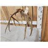 Image 7 : 5x5 Mule Deer Antlers On Skull Plate