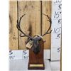 Image 1 : James Stafford Rocky Mountain Elk Foundation Bronze Boone & Crockett #2