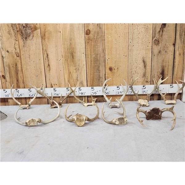 10 Sets Of Whitetail Antlers On Skull Plate