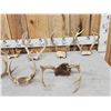 Image 2 : 10 Sets Of Whitetail Antlers On Skull Plate