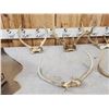 Image 4 : 10 Sets Of Whitetail Antlers On Skull Plate