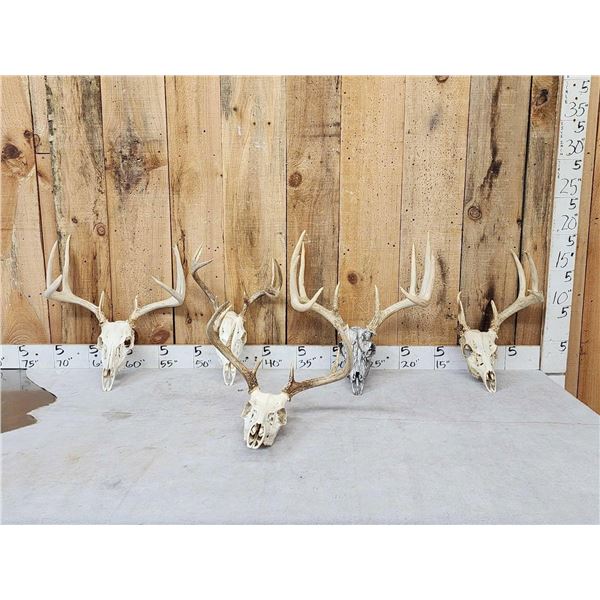 4 Sets Of Whitetail Antlers On Skulls