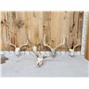Image 1 : 4 Sets Of Whitetail Antlers On Skulls