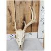 Image 2 : 4 Sets Of Whitetail Antlers On Skulls