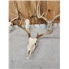 Image 3 : 4 Sets Of Whitetail Antlers On Skulls