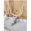 Image 4 : 4 Sets Of Whitetail Antlers On Skulls