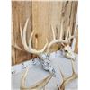 Image 5 : 4 Sets Of Whitetail Antlers On Skulls