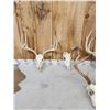 Image 6 : 4 Sets Of Whitetail Antlers On Skulls