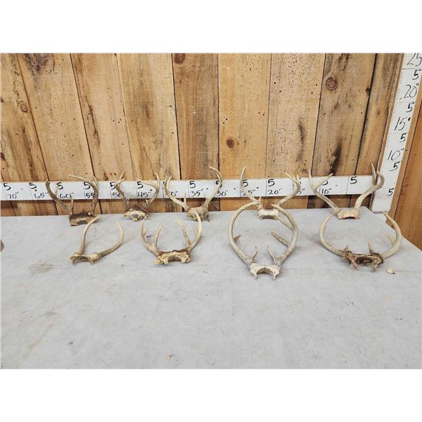 9 Sets Of Whitetail Antlers On Skull Plate