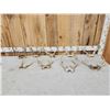 Image 1 : 9 Sets Of Whitetail Antlers On Skull Plate