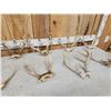 Image 3 : 9 Sets Of Whitetail Antlers On Skull Plate