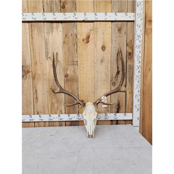 5x5 Elk Antlers On Skull