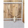Image 1 : 5x5 Elk Antlers On Skull