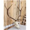 Image 2 : 5x5 Elk Antlers On Skull