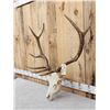 Image 3 : 5x5 Elk Antlers On Skull