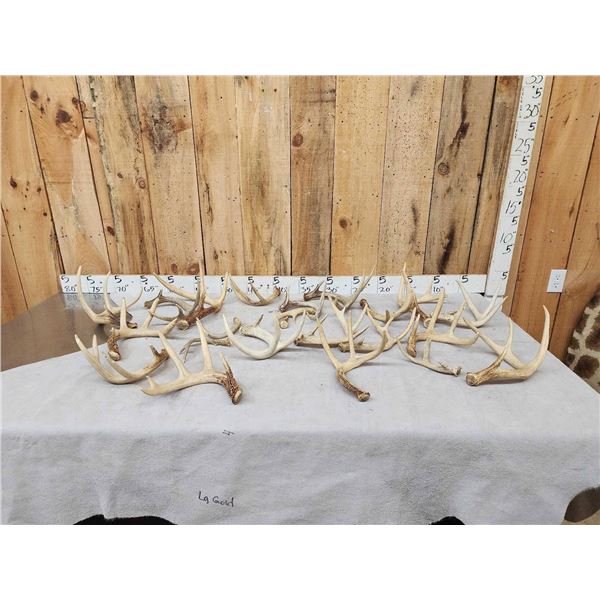 18.8 Lbs Of Whitetail Shed Antlers
