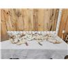 Image 1 : 18.8 Lbs Of Whitetail Shed Antlers