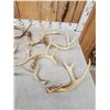 Image 2 : 18.8 Lbs Of Whitetail Shed Antlers