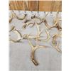 Image 3 : 18.8 Lbs Of Whitetail Shed Antlers