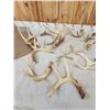 Image 4 : 18.8 Lbs Of Whitetail Shed Antlers