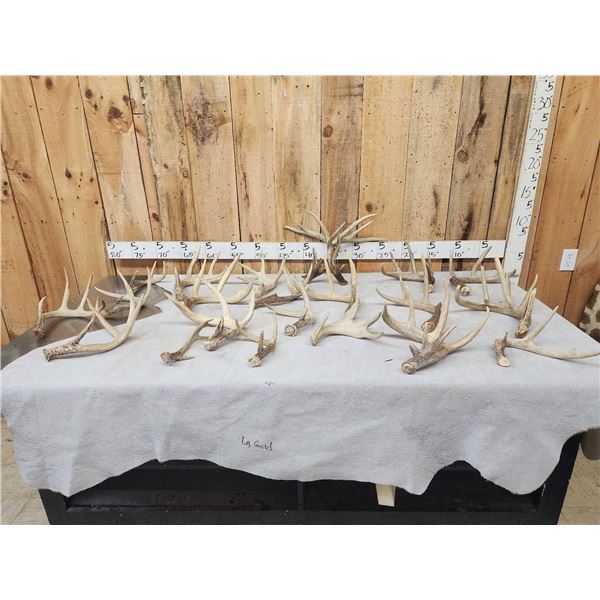 24.4 Lbs Of Whitetail Antlers