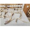 Image 2 : 24.4 Lbs Of Whitetail Antlers