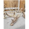 Image 3 : 24.4 Lbs Of Whitetail Antlers