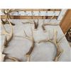 Image 4 : 24.4 Lbs Of Whitetail Antlers