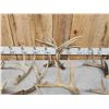 Image 5 : 24.4 Lbs Of Whitetail Antlers