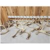 Image 6 : 24.4 Lbs Of Whitetail Antlers