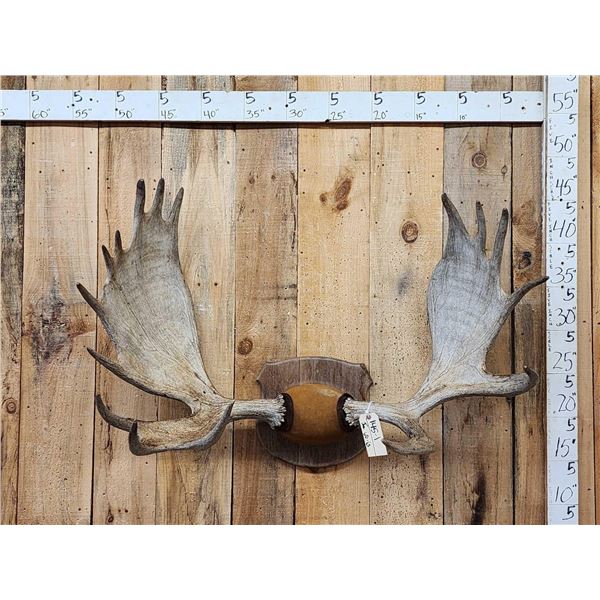 45" Wide Moose Antlers On Plaque