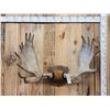 Image 1 : 45" Wide Moose Antlers On Plaque