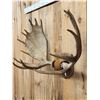 Image 2 : 45" Wide Moose Antlers On Plaque