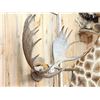 Image 3 : 45" Wide Moose Antlers On Plaque