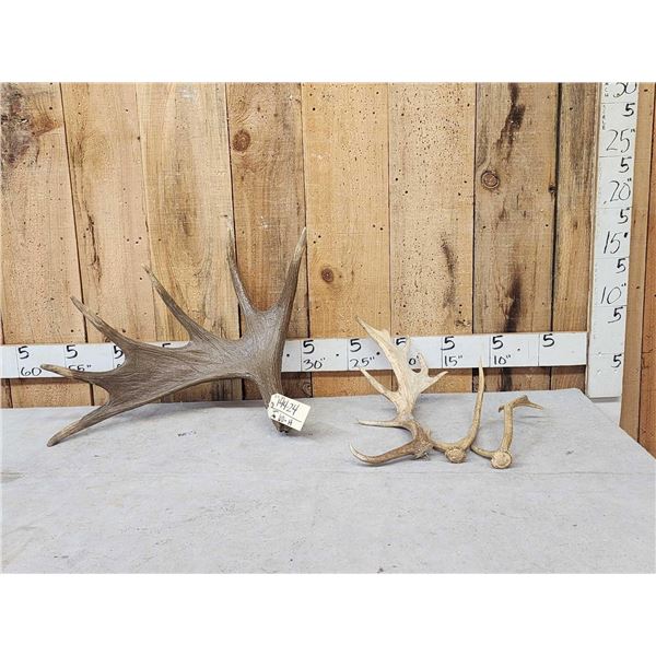 Variety Antler Lot