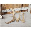 Image 2 : Variety Antler Lot