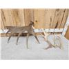 Image 3 : Variety Antler Lot