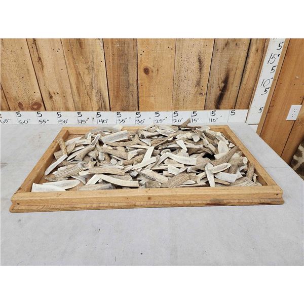 27 Lbs Of Elk Antler Slabs