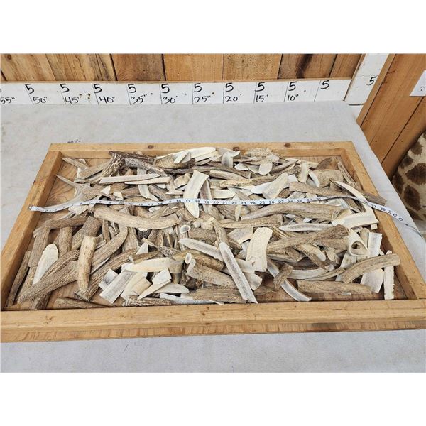 24.7 Lbs Of Elk Antler Slabs