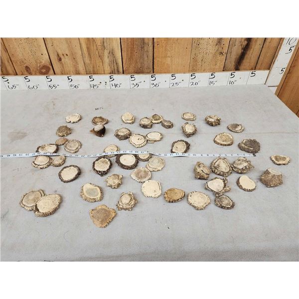 11.6 Lbs Of Elk Shed Antler Burrs