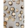 Image 3 : 11.6 Lbs Of Elk Shed Antler Burrs