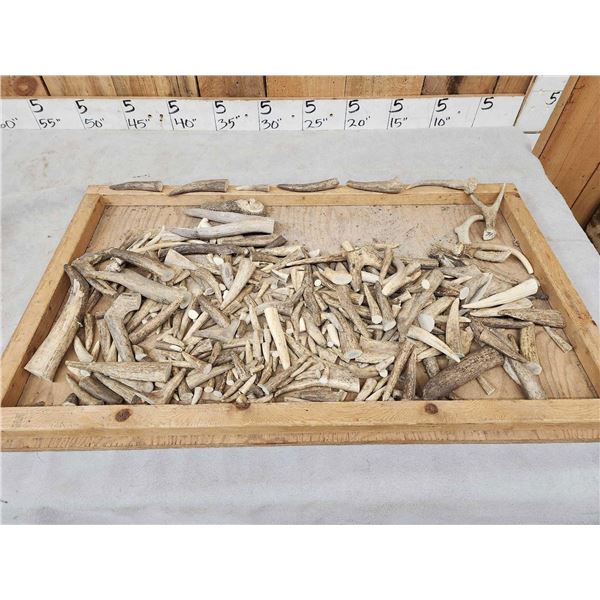 17 Lbs Of Elk & Deer Antler Tips